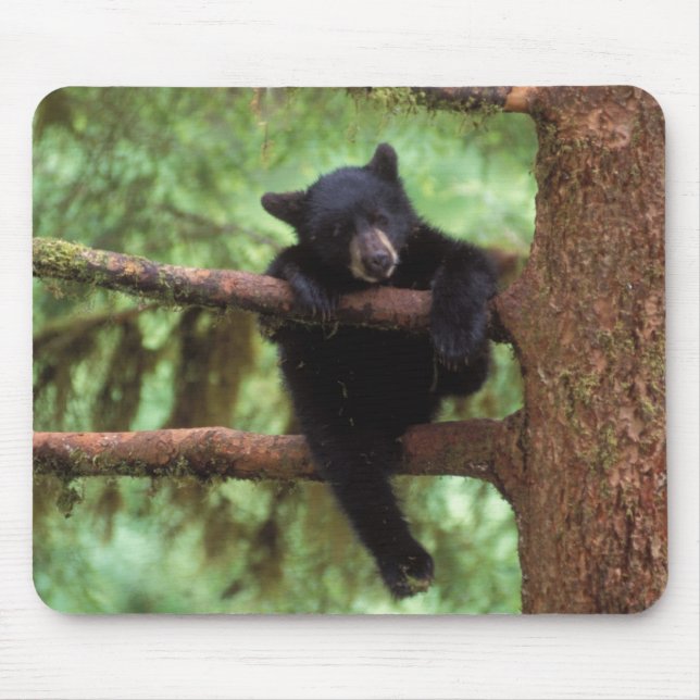 Tapis De Souris ours noir, Ursus americanus, petit dans un arbre (Devant)