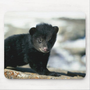 Tapis De Souris Ours-petit petit animal noir