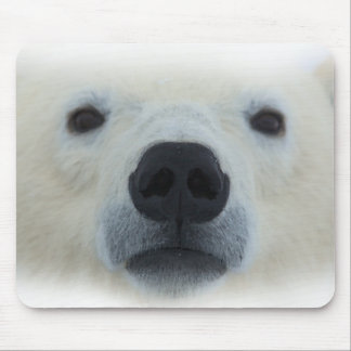 Tapis De Souris Ours polaire
