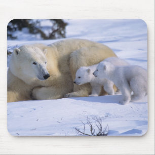 Tapis De Souris Ours polaire femelle couché avec 2 oursons
