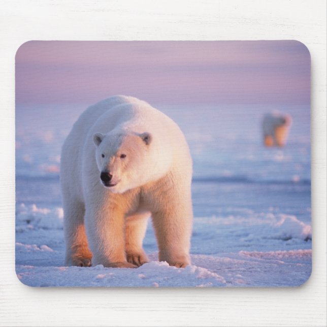 Tapis De Souris ours polaire, Ursus maritimus (Devant)