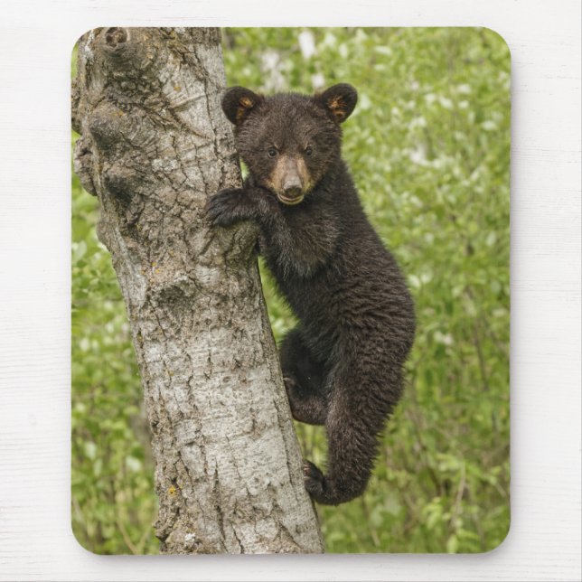 Tapis De Souris Ourson noir dans un arbre (Devant)