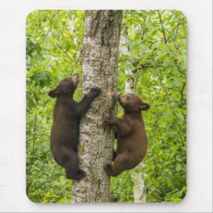 Tapis De Souris Oursons de l'ours noir grimpant à l'arbre
