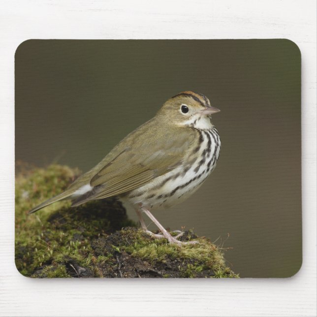 Tapis De Souris Ovenbird Mousepad (Devant)