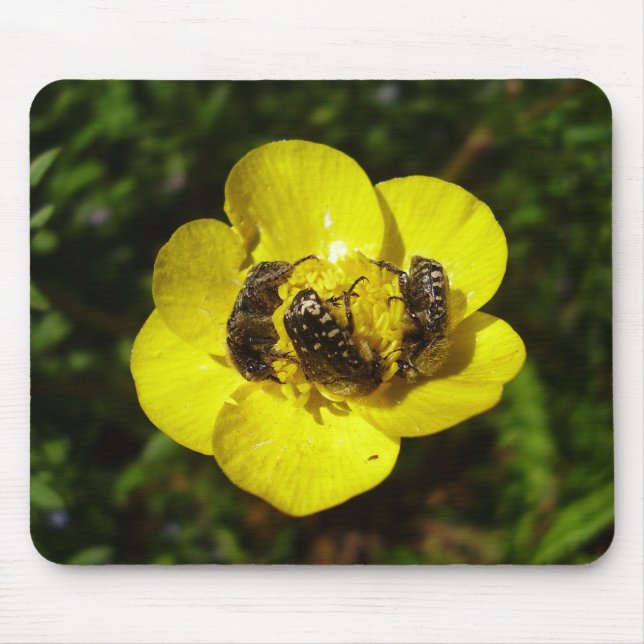Tapis De Souris Oxythyrea Funesta Beetles Mouse Mat (Devant)