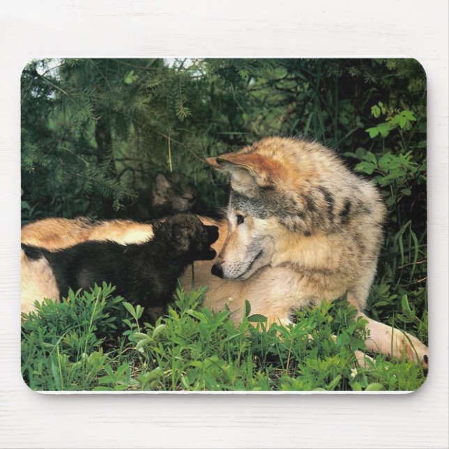 Tapis De Souris p-Wolves_Bay_Street_Cal2001 (Devant)