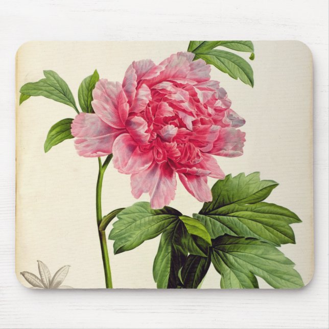 Tapis De Souris Paeonia Moutan, c.1799 (Devant)
