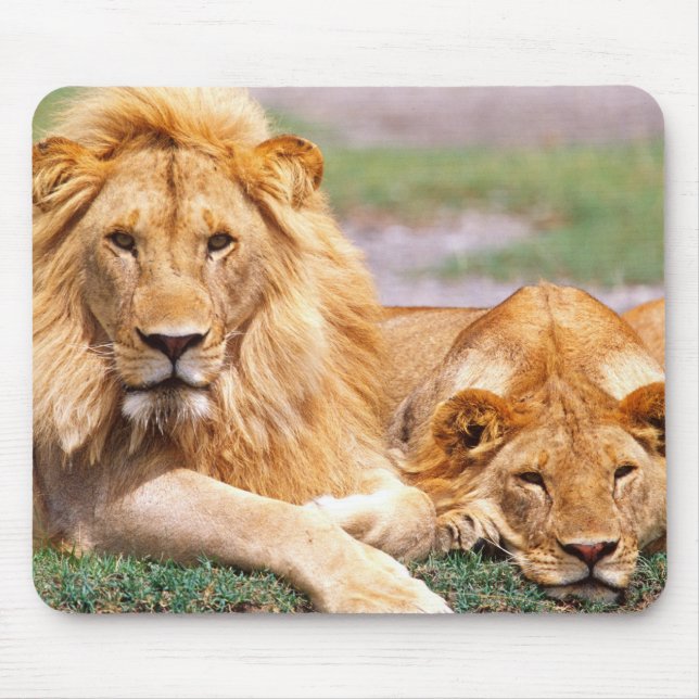 Tapis De Souris Paire de lions africains, Panthera leo, Tanzanie (Devant)