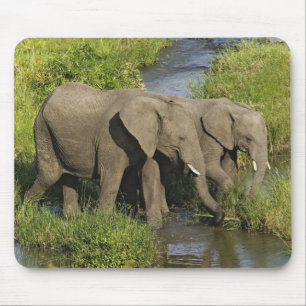 Tapis De Souris Paire d'éléphants d'Afrique Masai Mara