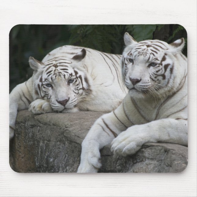 Tapis De Souris Paires de tigre (Devant)