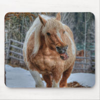 Palomino Paint Ranch Horse Equine Photographie