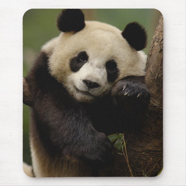 Tapis De Souris Panda géant Ailuropoda melanoleuca) Famille (Devant)
