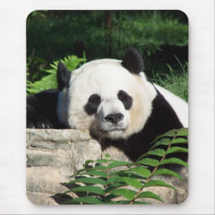Tapis De Souris Panda géant faisant une sieste