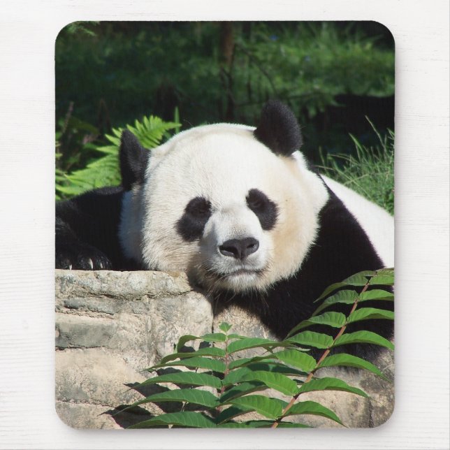 Tapis De Souris Panda géant faisant une sieste (Devant)