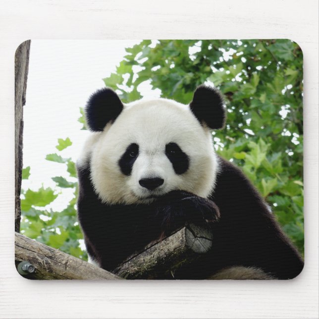 Tapis de souris Panda Géant Magnifique (Devant)