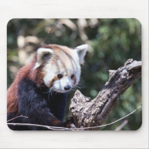 Tapis De Souris Panda rouge