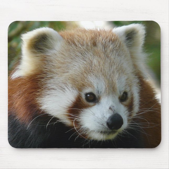 Tapis De Souris Panda rouge (Devant)
