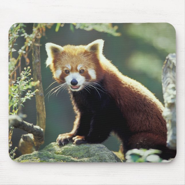 Tapis De Souris Panda roux Ailurus fulgens) (Devant)