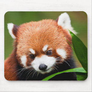 Tapis De Souris Panda roux mignon