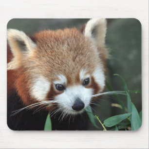 Tapis De Souris Panda roux, Taronga Zoo, Sydney, Australie