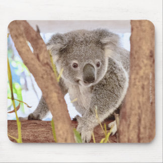 Tapis De Souris Panier de souris Koala Australia | C's Dream Desig