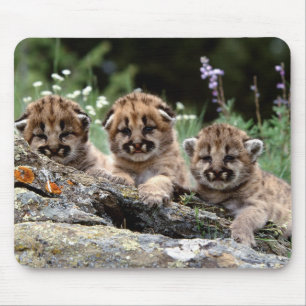 Tapis De Souris Panier de souris Lion Cubs Mountain