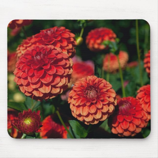 Tapis De Souris Panier de souris Red Dahlia (Devant)