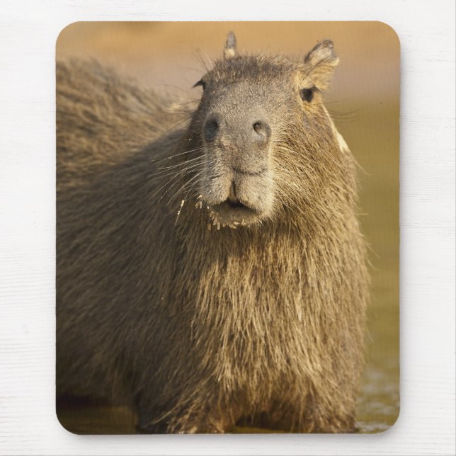 Tapis De Souris Pantanal, Brésil, Capybara, Hydrochoerus (Devant)