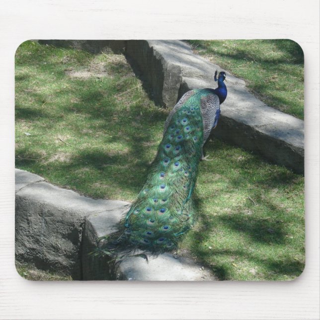 Tapis De Souris paon (Devant)