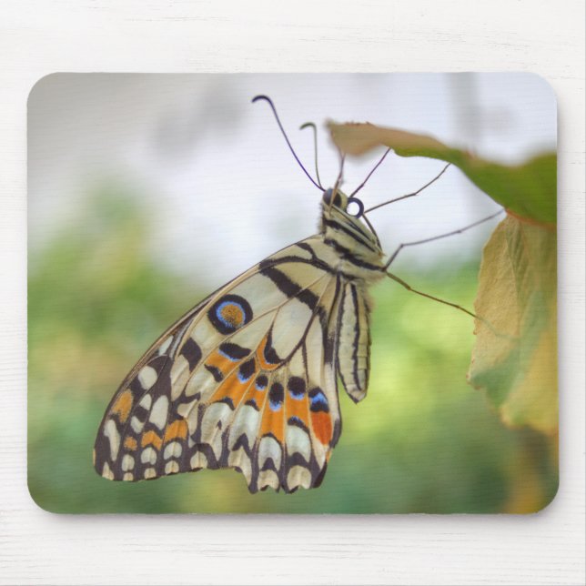 Tapis De Souris Papilio demoleus (Devant)