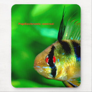 Tapis De Souris Papiliochromis ramireziの sino ド マ