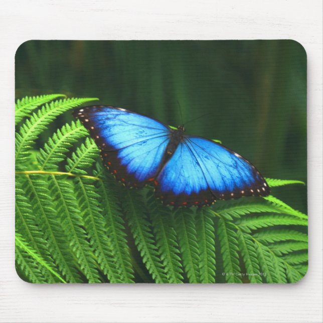 Tapis De Souris papillon (Devant)