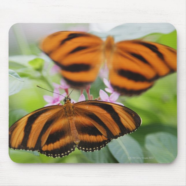 Tapis De Souris Papillon à longue aile Zebra 2 (Devant)