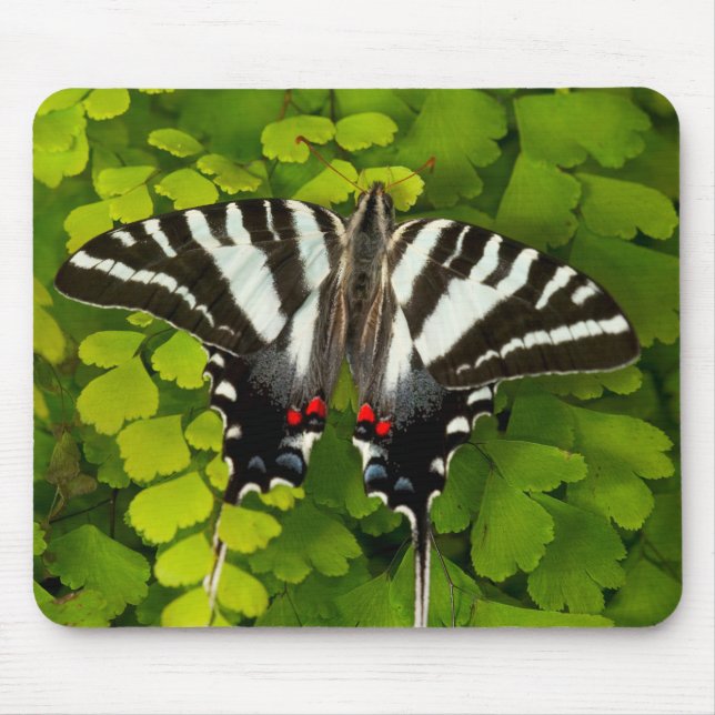 Tapis De Souris Papillon américain à queue d'hirondelle (Devant)