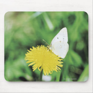 Tapis De Souris Papillon blanc alimentant sur un pissenlit