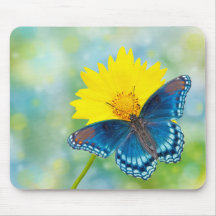 Papillon bleu