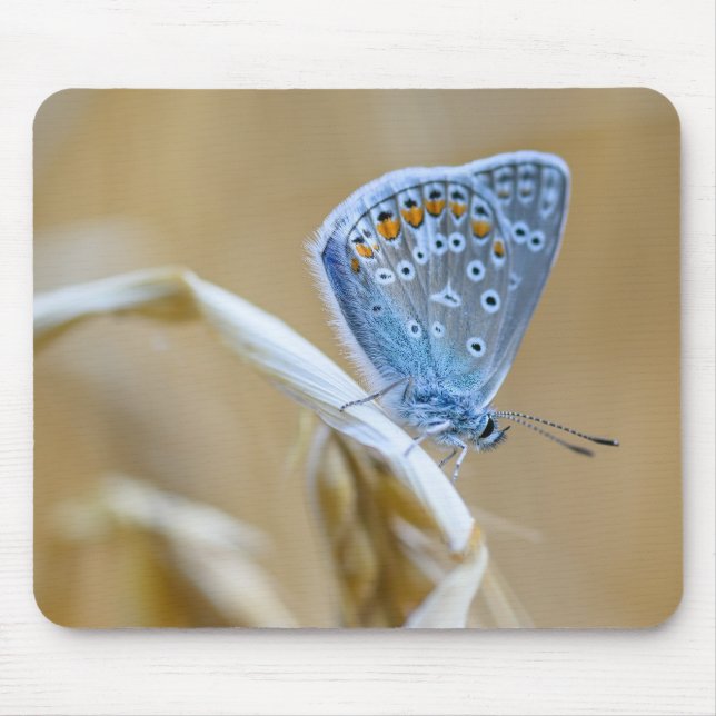 Tapis De Souris papillon, bleu commun, insecte (Devant)