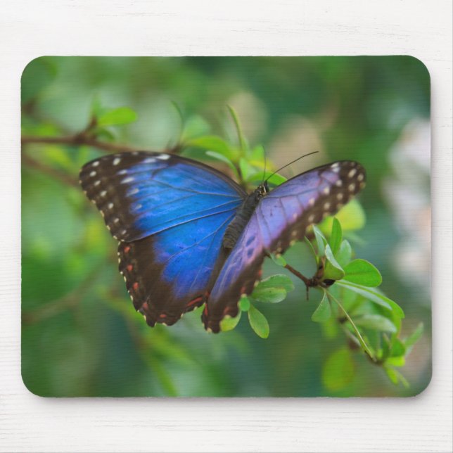 Tapis De Souris Papillon bleu de Morpho (Devant)