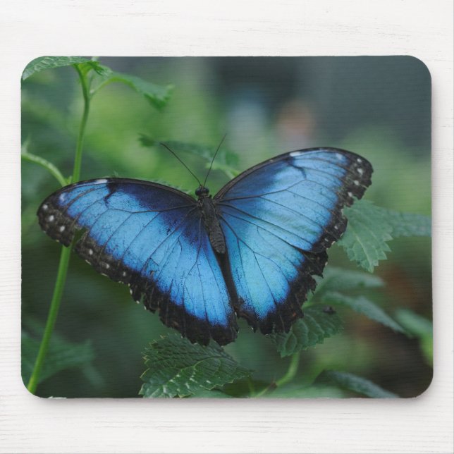 Tapis De Souris Papillon bleu Mousepad (Devant)