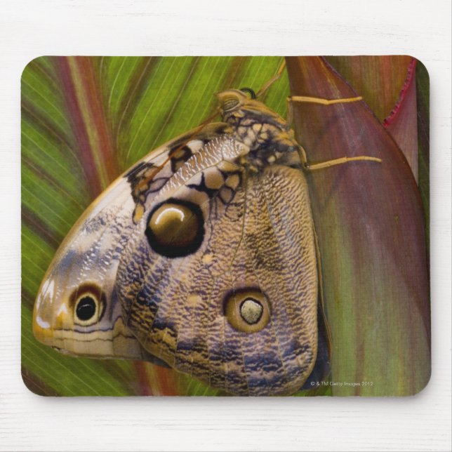 Tapis De Souris Papillon de grande poule (Opsiphanes tamarindi) (Devant)