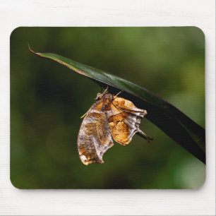 Tapis De Souris Papillon de point d'interrogation