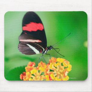 Tapis De Souris Papillon de rosina de facteur rassemblant le
