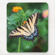 Papillon de souris