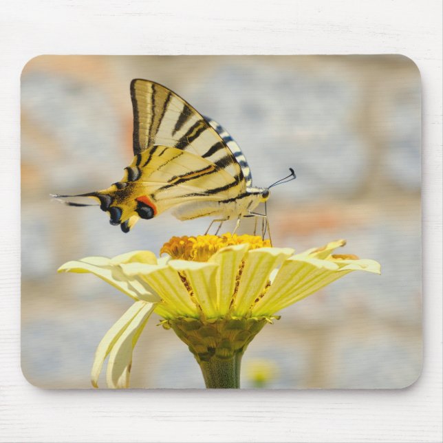 Tapis De Souris papillon, fleurs, nature (Devant)