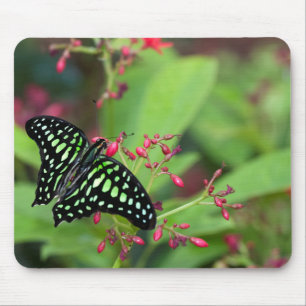 Tapis De Souris Papillon Jay