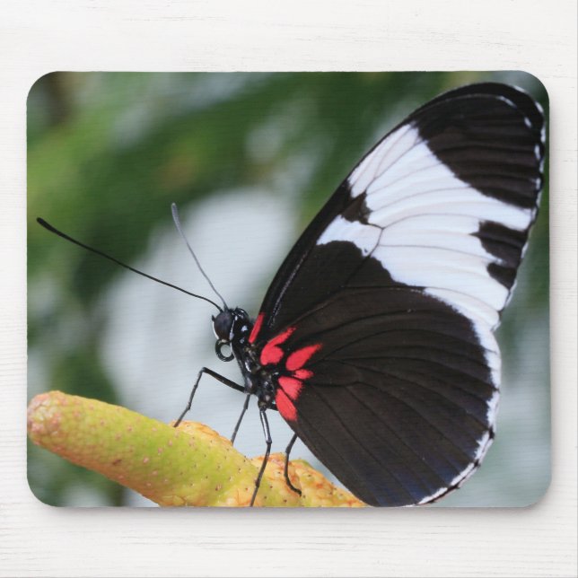 Tapis De Souris Papillon long dorsal (Devant)