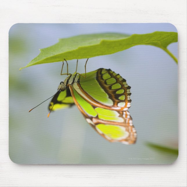 Tapis De Souris Papillon malachite sur feuille (Devant)