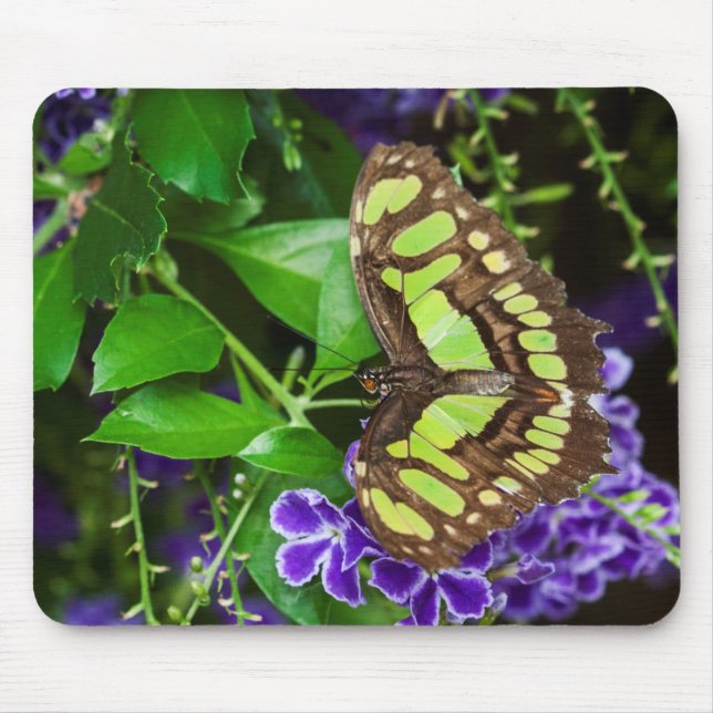 Tapis De Souris Papillon malachite sur fleur violette (Devant)