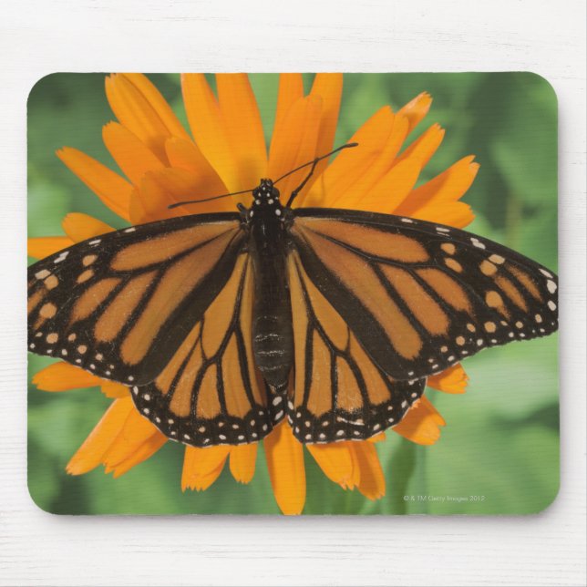 Tapis De Souris Papillon monarque (Danaus plexippus) en pot (Devant)