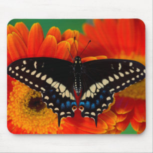 Tapis De Souris Papillon noir à queue fourchue sur une marguerite 